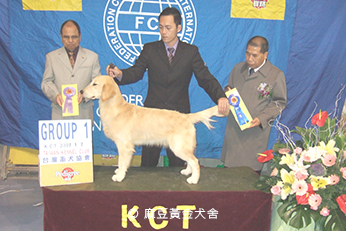 2007麻豆黃金犬舍專業培育黃金獵犬