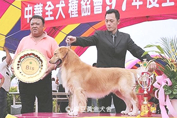 2008麻豆黃金犬舍專業培育黃金獵犬