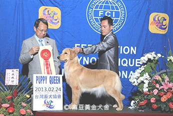 2013麻豆黃金犬舍專業培育黃金獵犬