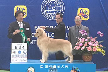 2016麻豆黃金犬舍專業培育黃金獵犬