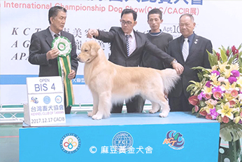 2017麻豆黃金犬舍專業培育黃金獵犬