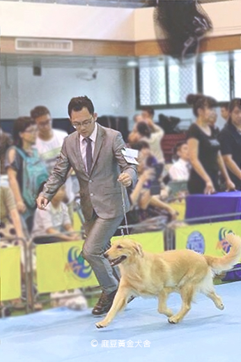 2014麻豆黃金犬舍專業培育黃金獵犬