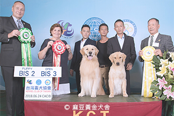 2018麻豆黃金犬舍專業培育黃金獵犬